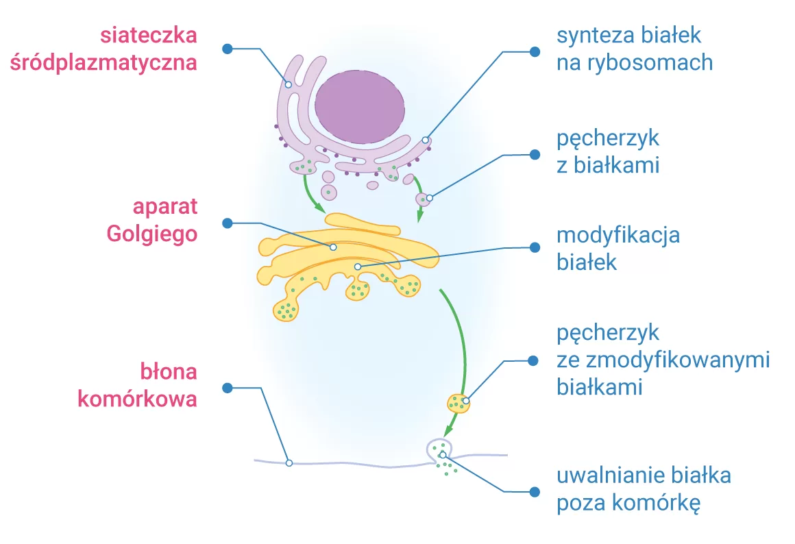 Transport białek poza komórkę