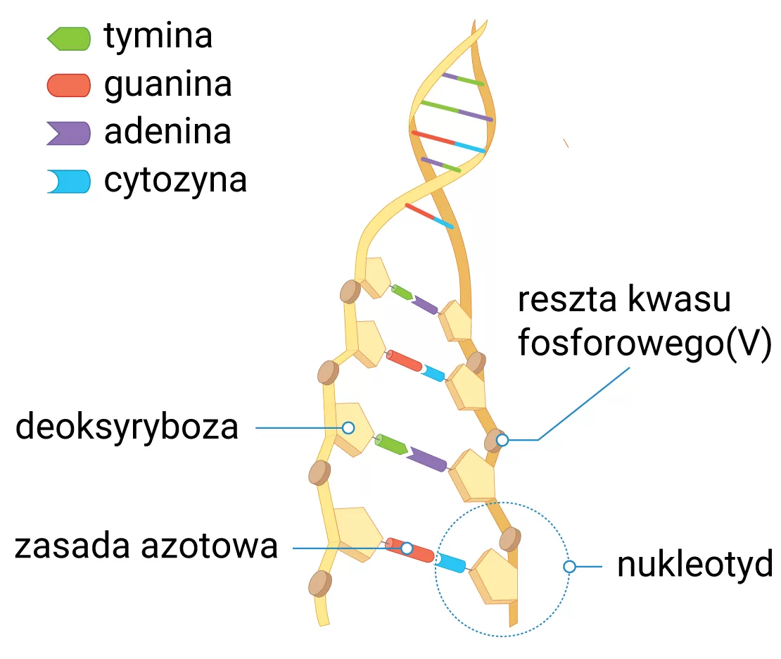 Budowa DNA