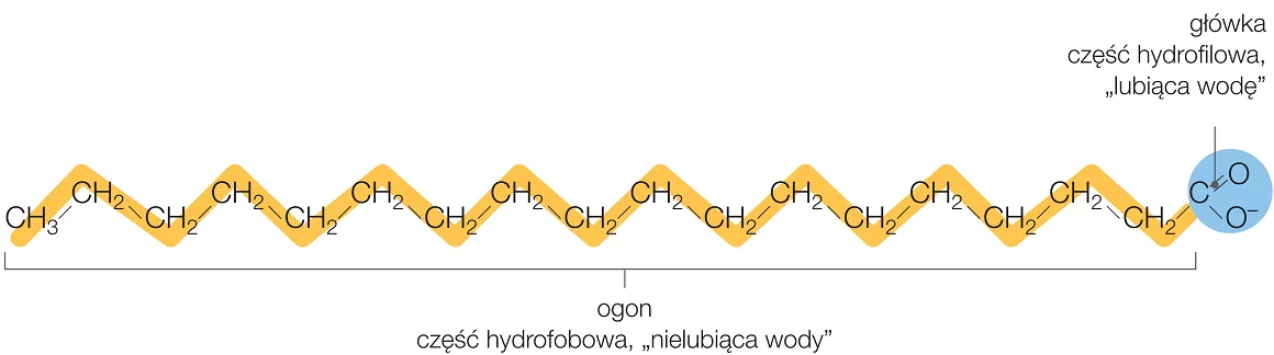 Część hydrofobowa i hydrofilowa