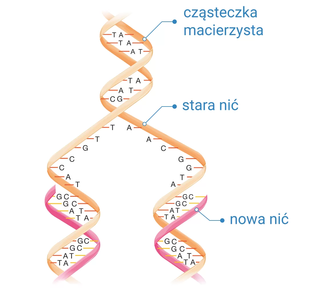 Replikacja DNA