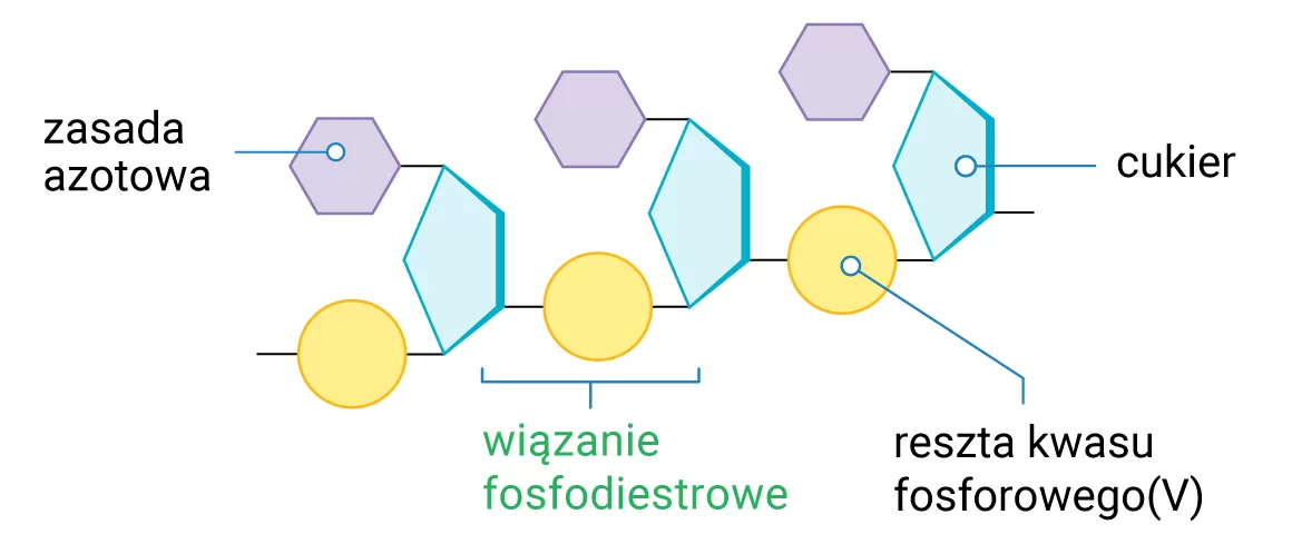 Wiązanie fosfodiestrowe w kwasach nukleinowych