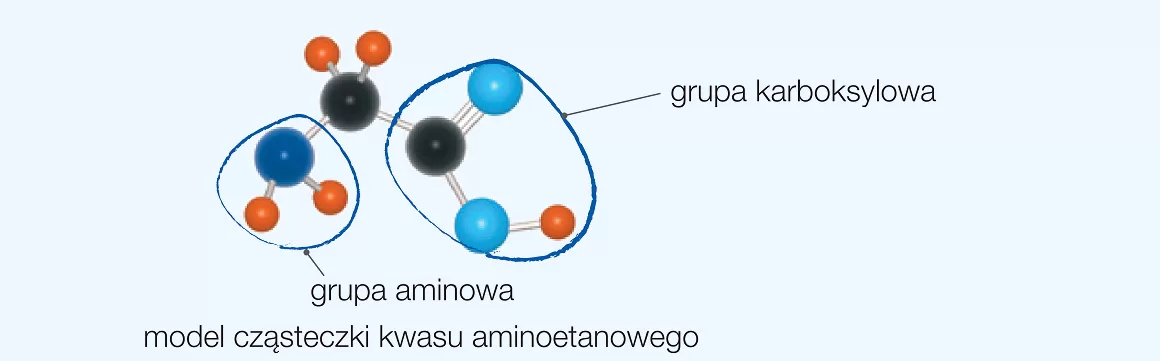 model aminokwasu