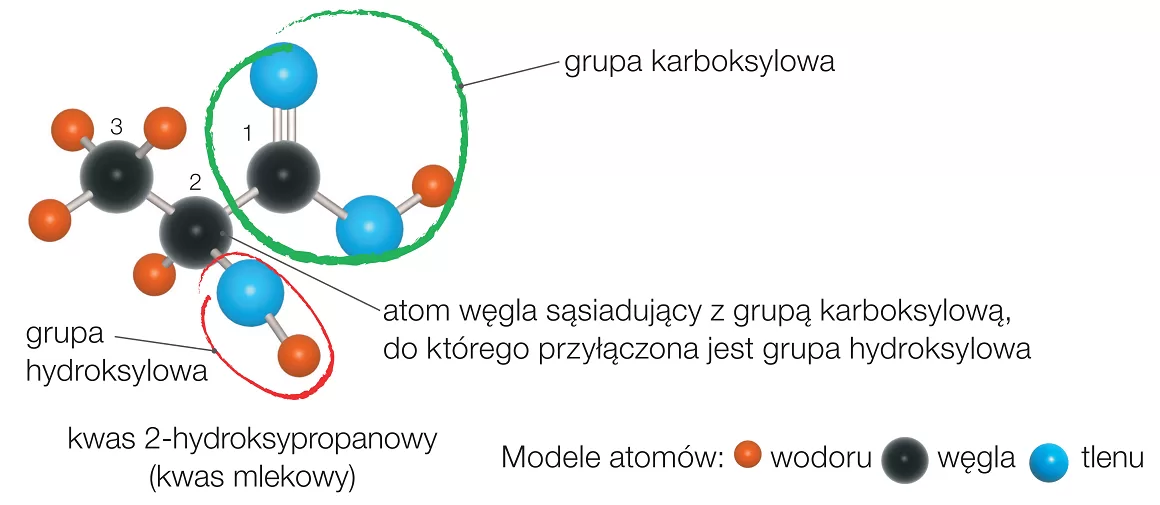 model hydroksykwasów