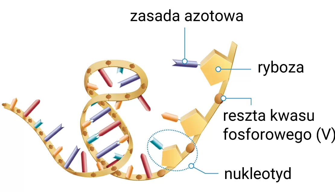 Budowa RNA
