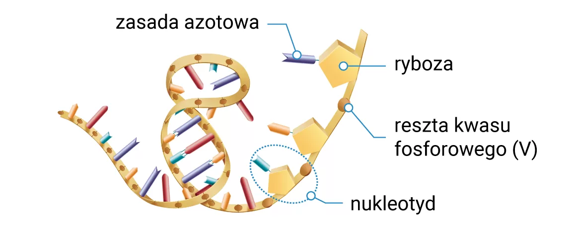 Budowa RNA