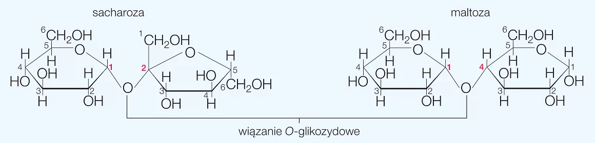 wzór sacharozy i maltozy