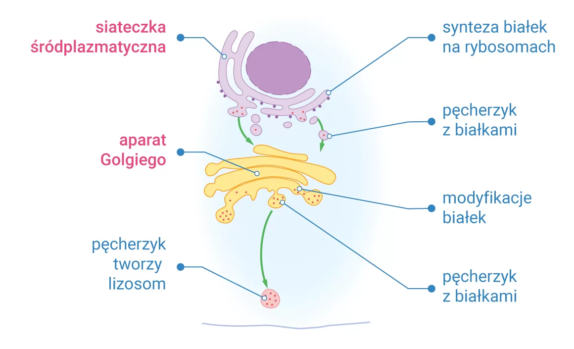 Transport białek enzymatycznych i tworzenie lizosomów