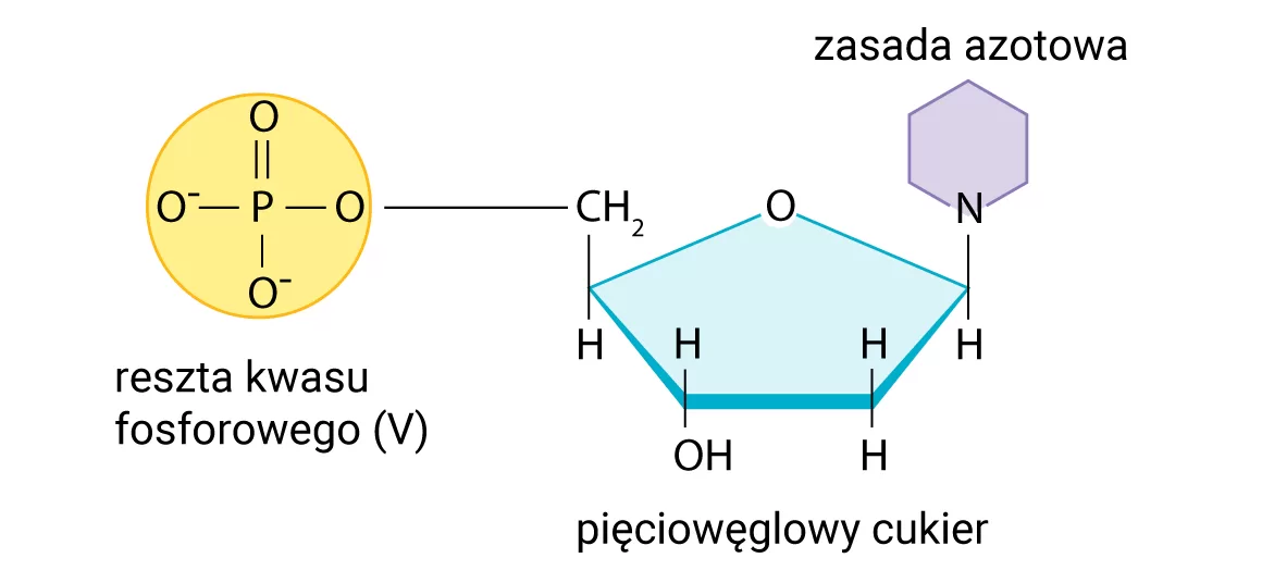 Budowa nukleotydu