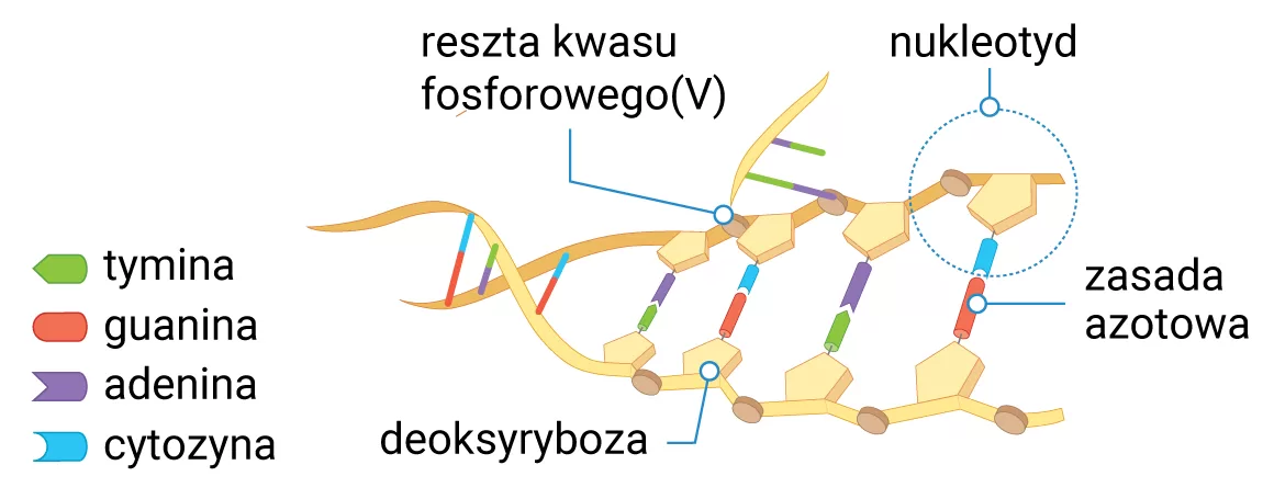 Budowa cząsteczki DNA