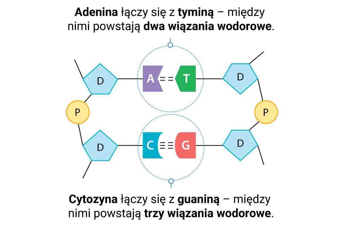 Zasada komplementarności