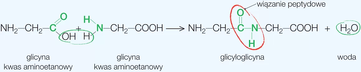 łaczenie aminokwasów